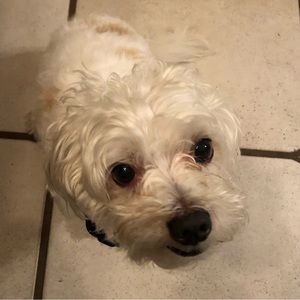 Meet your Posher, Pat